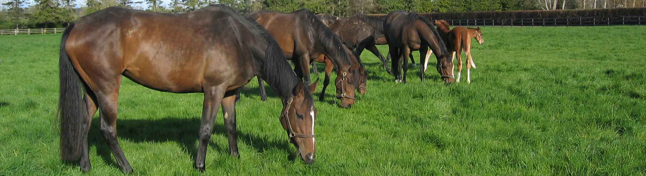 Airlie Stud, Maynooth, Co. Kildare, Ireland