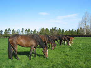 Yearling