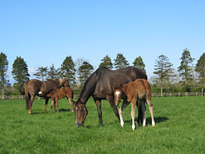 Yearling