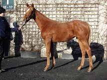 Lot no. 303 at Goffs November Foal Sale 2025