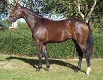 Lot no. 895 at Goffs Orby Yearling Sale 2024 Book 2