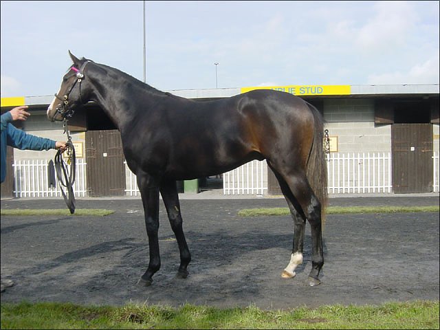 Admirable Duque wins at Wolverhampton