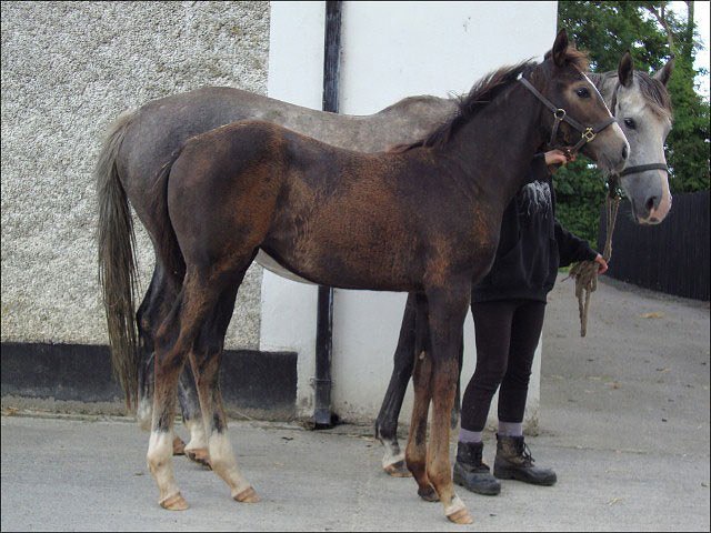 Albaspina third at Yarmouth