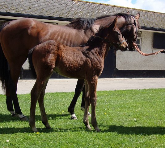All In The Mind wins at Canterbury on 24th July 2024