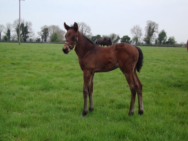 All In The Mind wins at Canterbury on 24th July 2024