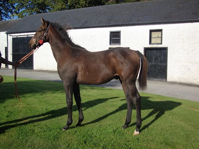 Almoreb third at Jebel Ali on 8th January 2021