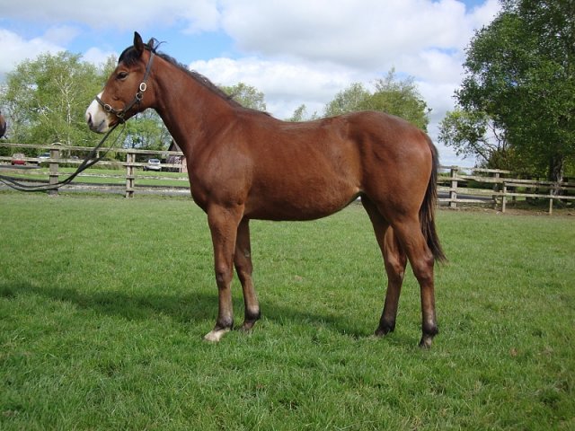 Al Saariyah second at Haydock on 28th May 2021