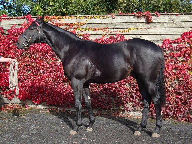 Altaayil second at Ascot
