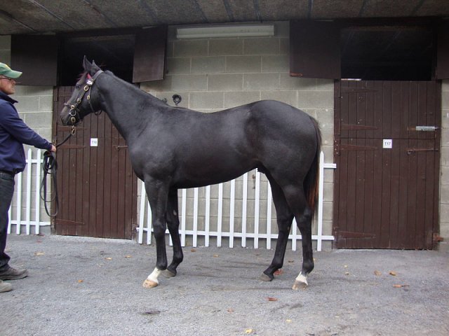 Angel's Trumpet second at Galway on 31st October 2022