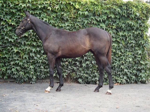 Angel's Trumpet wins at Gowran Park on 24th May 2022