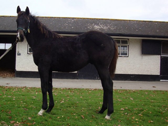 Angel's Trumpet second at Gowran Park on 2nd September 2020