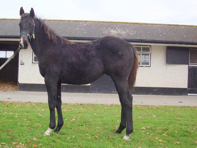Angel's Trumpet second at Galway on 6th September 2022
