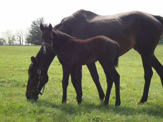 Angel's Trumpet wins at Killarney on 11th May 2021