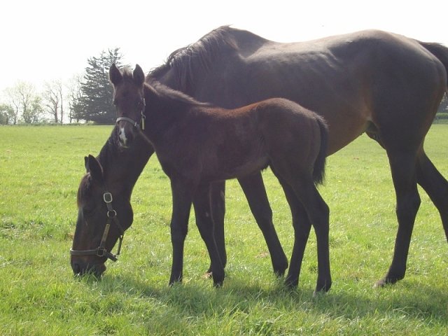 Angel's Trumpet second at Galway on 31st October 2022