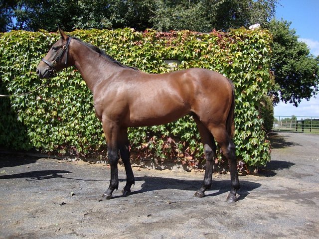 Ard San Aer second on racecourse debut