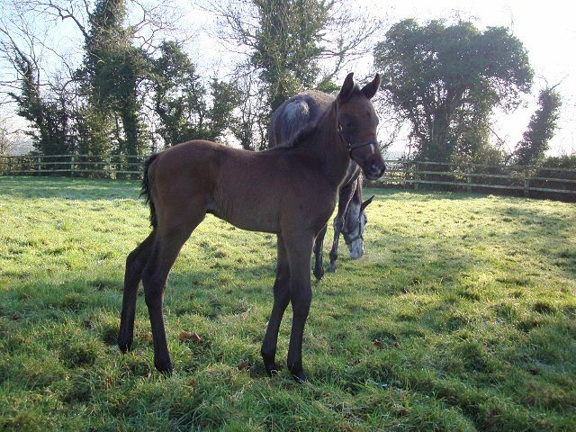 Argyle third at Lingfield