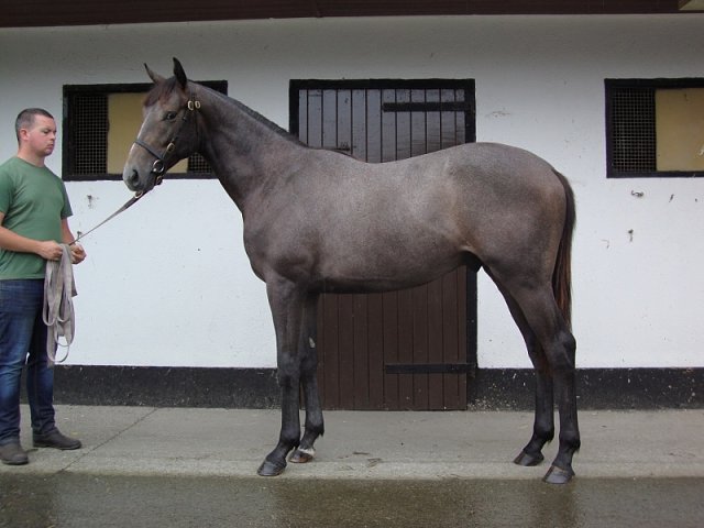 Argyle third at Lingfield