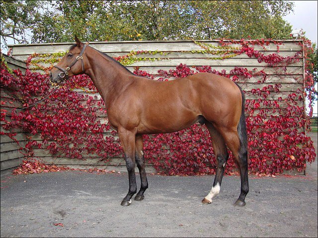 Arlecchino second at Wolverhampton