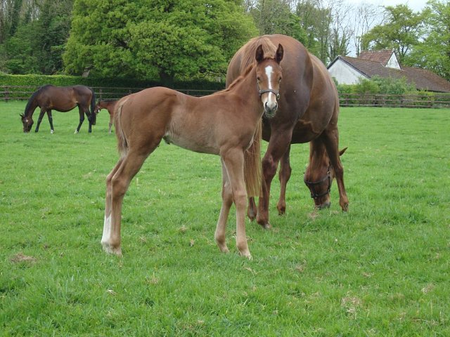 Asmen Warrior second at Kempton on 13th October 2025