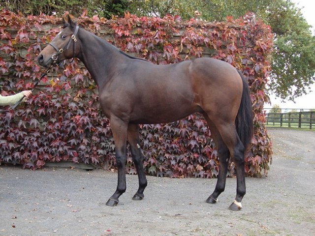 Astro King wins Cambridgeshire Handicap at Newmarket on 30th September 2023