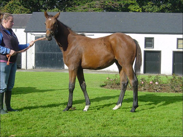 At Present second at Roscommon