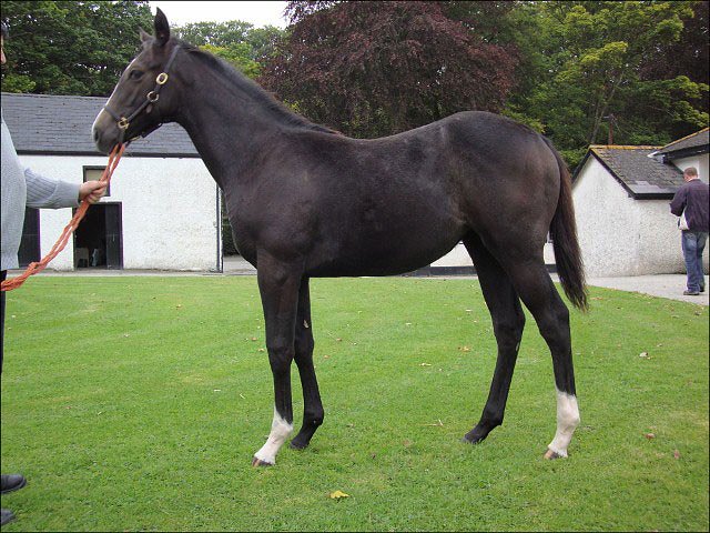 Atlantic Affair second at Hamilton