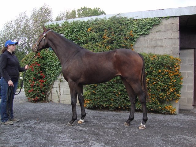 Attack At Dawn third at Tramore on 17th August 2019