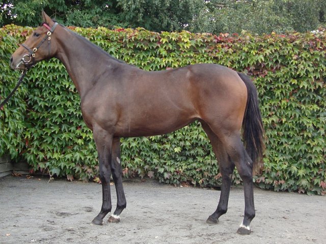 Attack At Dawn third on racecourse debut on 5th May 2018