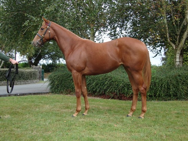 Aussie Girl second at the Curragh on 22nd July 2023