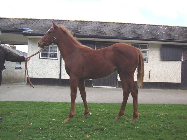 Aussie Girl third at Dundalk on 2nd November 2022