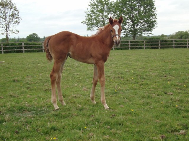 Aussie Girl wins at the Curragh on 2nd July 2023