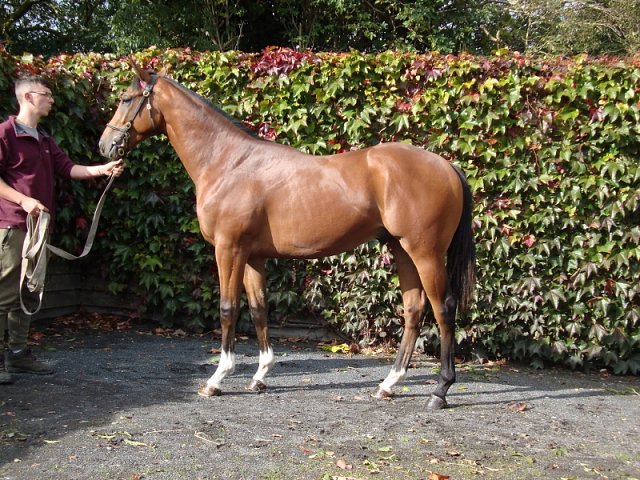 Bearaway second at Southwell on 4th March 2021
