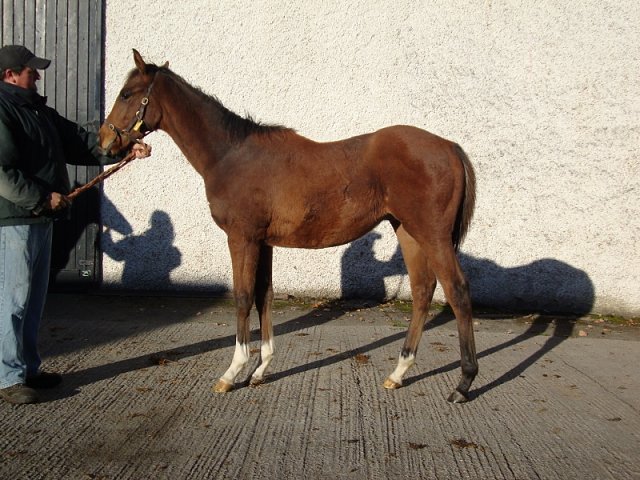 Bearaway wins at Lingfield on Friday 28th February 2025