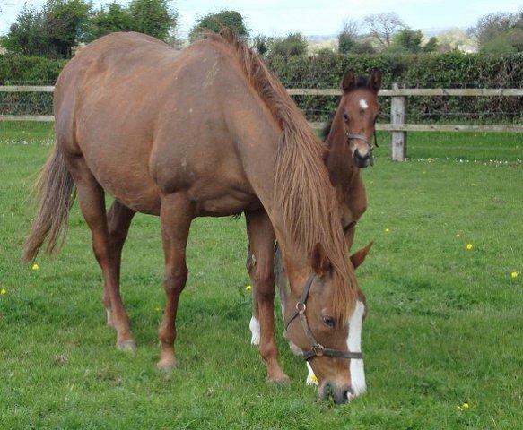 Bearaway second at Southwell on 25th April 2022