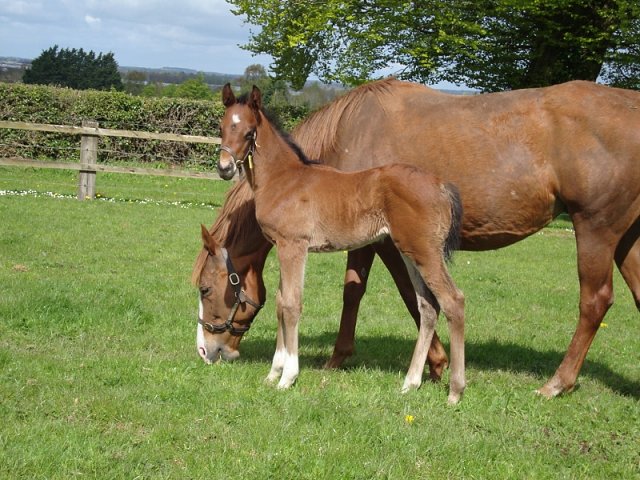 Bearaway second at Southwell on 4th March 2021