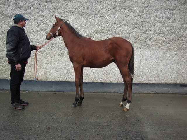 Belgravian second at Catterick on 23rd April 2025