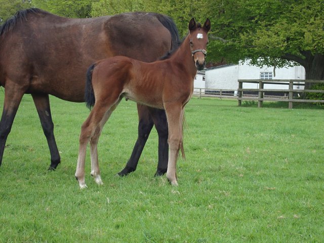 Belgravian second at Catterick on 23rd April 2025