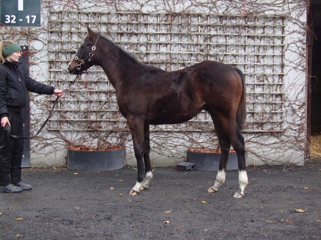 Believe Believe second at Gowran Park on 5th May 2026