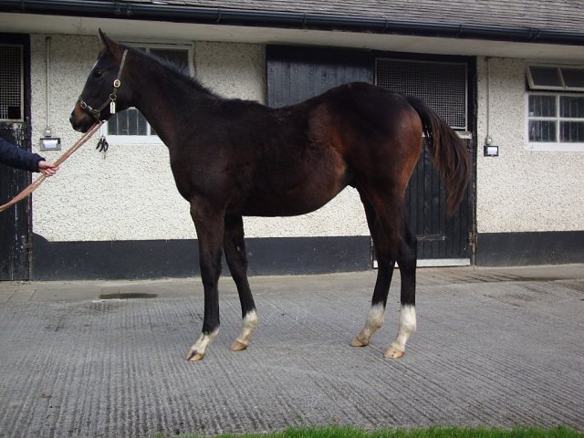 Believe Believe second at Gowran Park on 5th May 2026