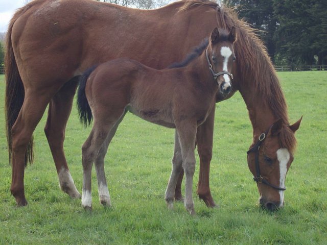 Believe Believe second at Gowran Park on 5th May 2026