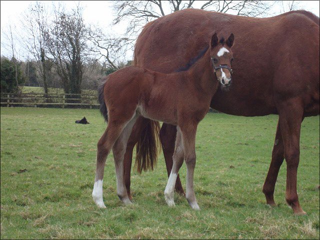 Bird Of Light wins on racecourse debut
