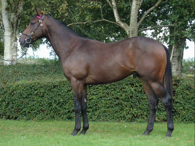 Boxtel second on racecourse debut at Newbury on 20th July 2024