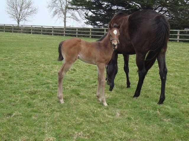 Boxtel second on racecourse debut at Newbury on 20th July 2024