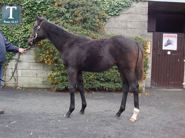 Burnage Boy third at Newcastle on 2nd September 2022