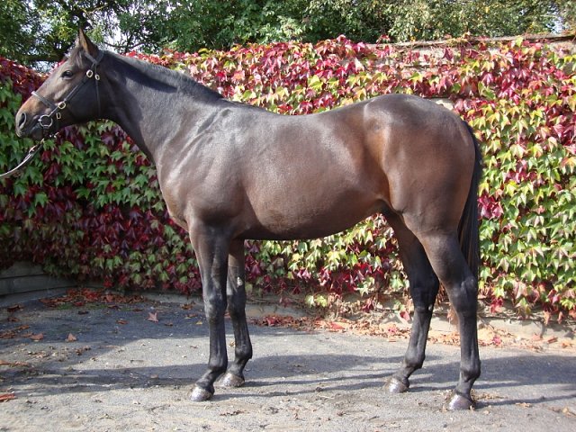 Cape Speed wins at Lingfield