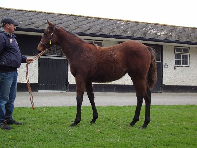Cappoquin second at Carlisle on 7th September 2022