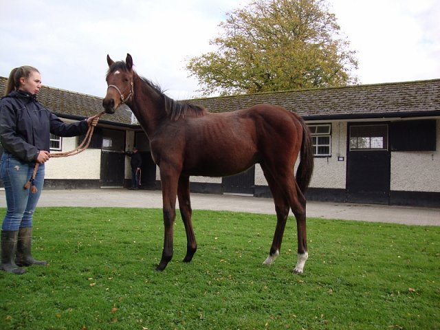 Captain Potter second at Pontefract on Monday 9th June 2025