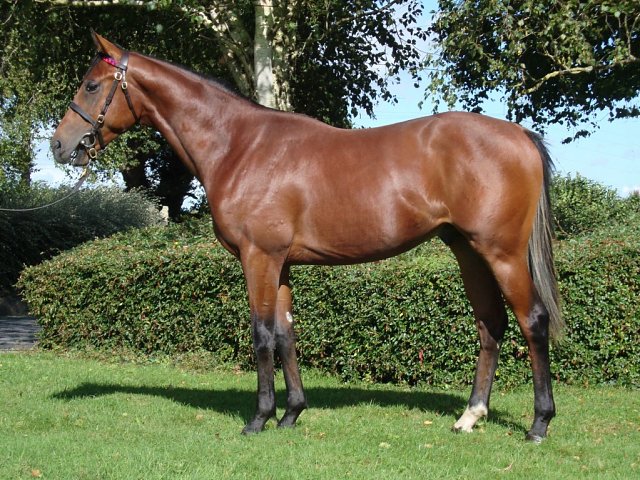 Ceilings wins at Pisa, Italy on 30th October 2025