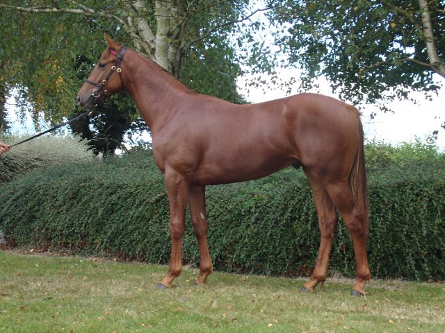 Chapel Lane third at Thurles on 9th October 2025