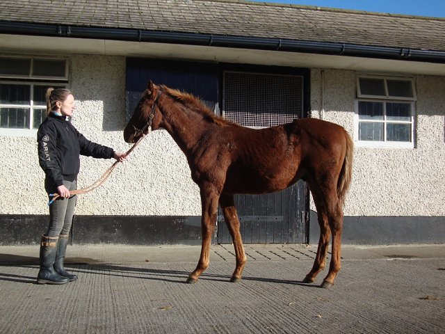 Chapel Lane third at Thurles on 9th October 2025